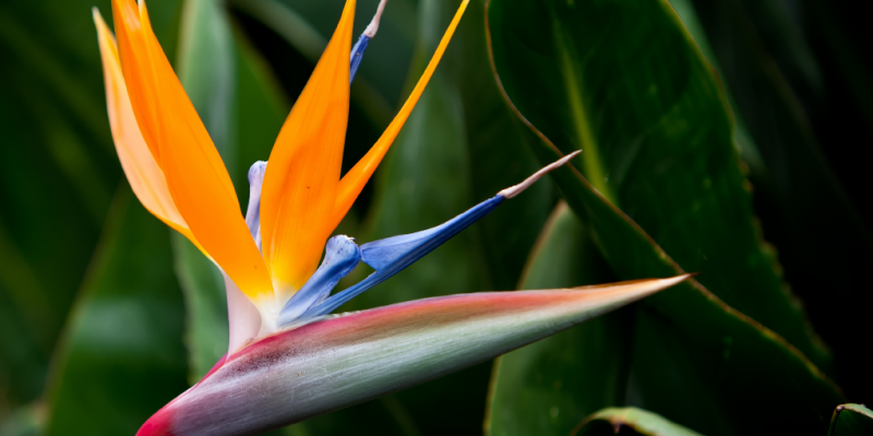 Florida Friendly Gardening Principles...
