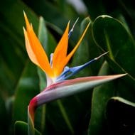 Bird of Paradise