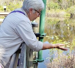 6 MIle Cypress Slough4
