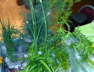 BabuEdibleHerbs1