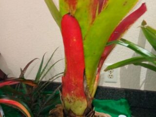 Bromeliad_2