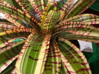 Bromeliad_3