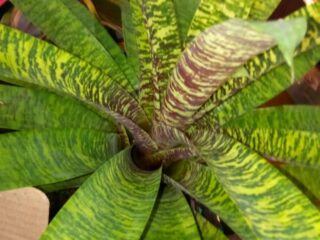 Bromeliad_4
