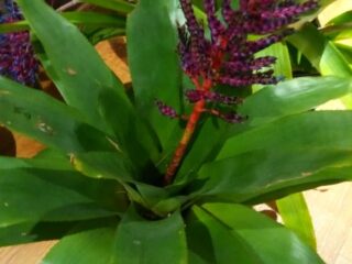 Bromeliad_5