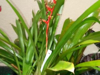 Bromeliad_6