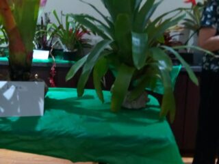 Bromeliad_7
