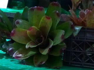 Bromeliad_8
