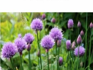 Chives