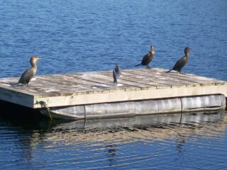Cormorants on Pond in Slough1