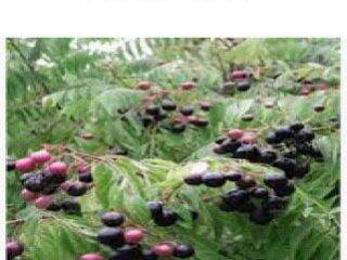 CurryLeaf