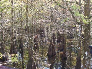 Cypress Trees1