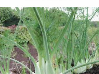 Fennel