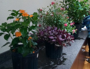January 2019 Monthly Meeting of the Garden Club of Cape Coral Photos