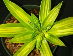 FreePlants1