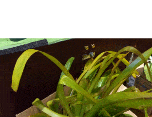 FreePlants3