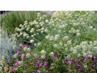 GarlicChives