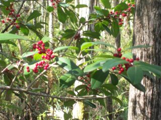 Holly in Slough