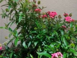 Jan-2019-FloweringPlant