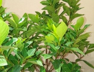 Jan2019-Meeting-Plant