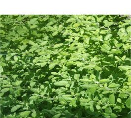 Marjoram