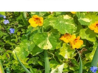 Nasturtium