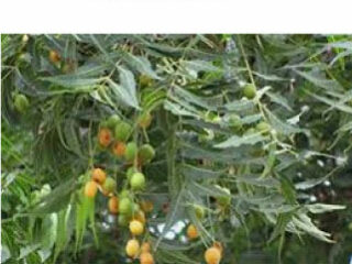Neem