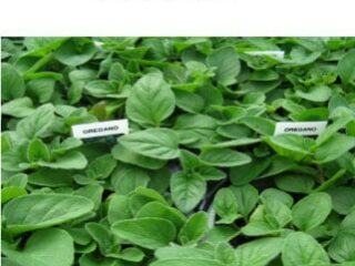 Oregano
