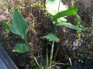 Plant in Slough1