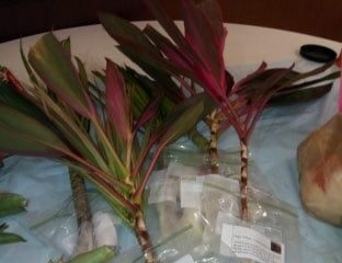 PlantSwap_Jan2019-(2)