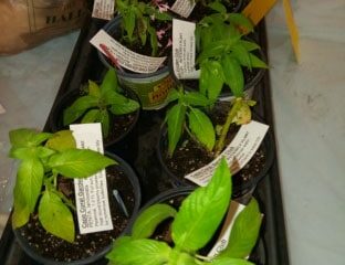 PlantSwap_Jan2019(3)