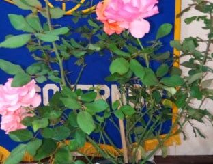 Pink Rose