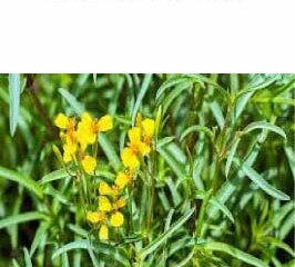 Tarragon