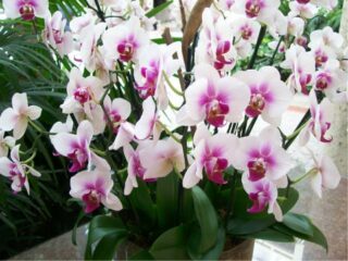 VizcayaGardens4