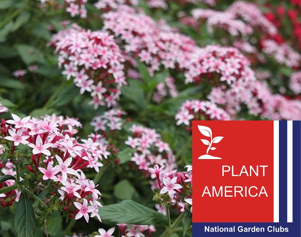 Plant America Cape Coral Garden Club Continuing Education Photo of Pentas