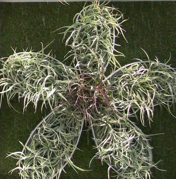 Air plant part of pattern