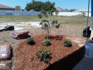 Habitat For Humanity Garden Club of Cape Coral