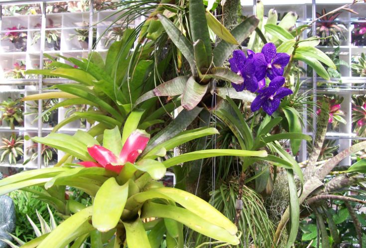 Orchid Bromeliad display outside conservatory