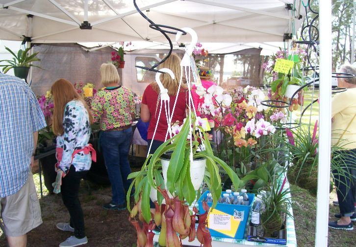Orchid Seller