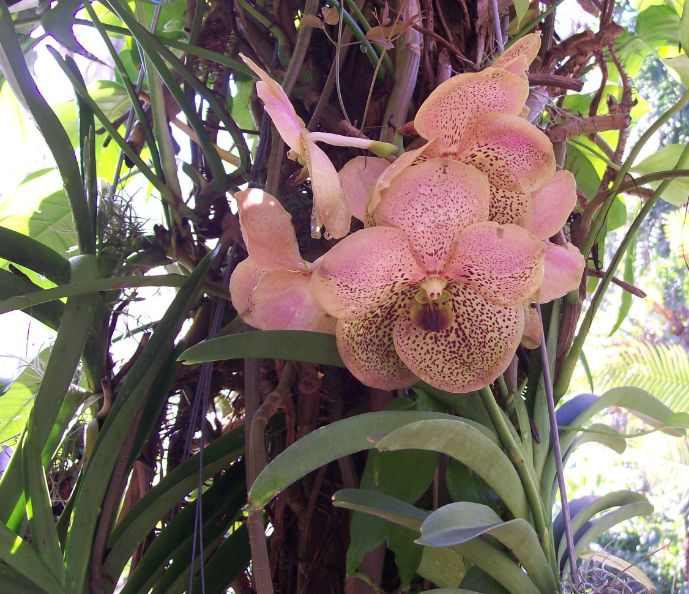 Orchid Speciman