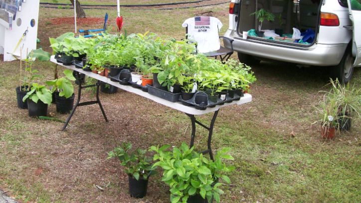 Plant Vendor Herbs