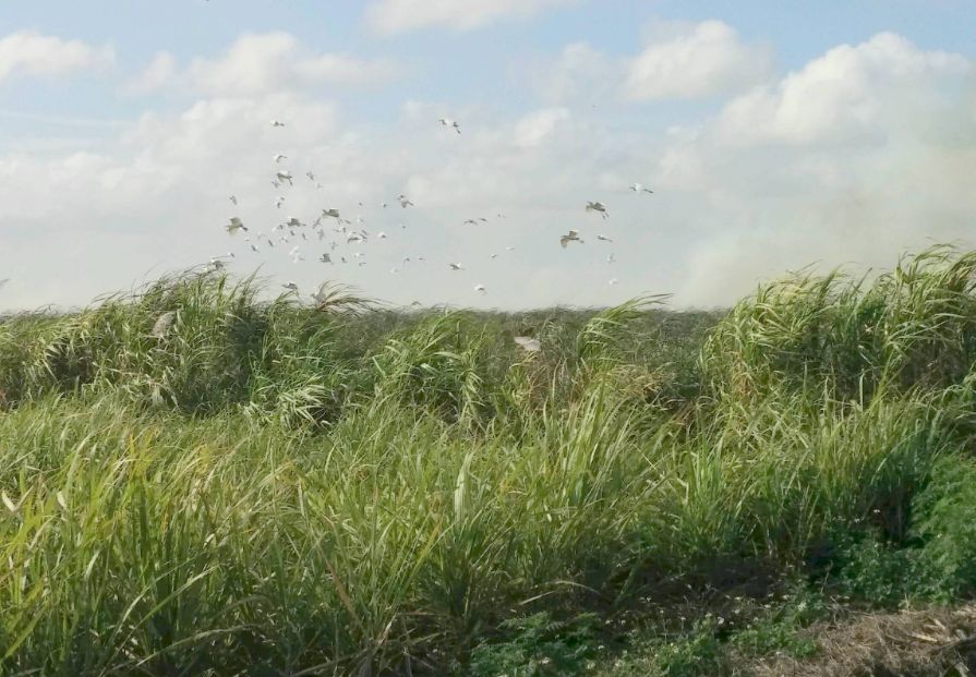 sugar cane burn with birds