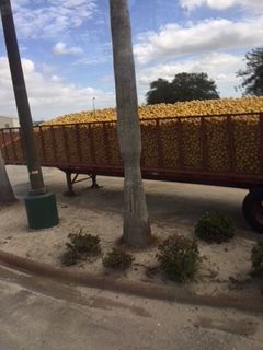 US Sugar citrus ready for processing