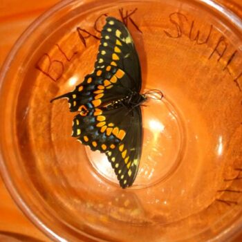 Black Swallow Tail butterfly speciman