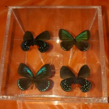 Display of butterfly specimans