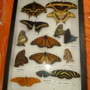 Butterfly specimans display