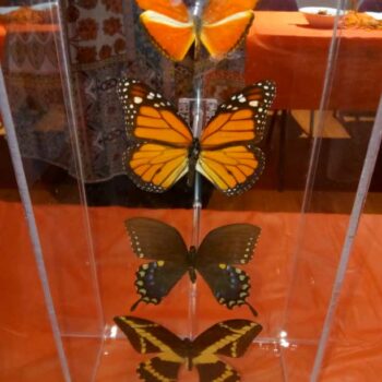 Display of butterfly specimans