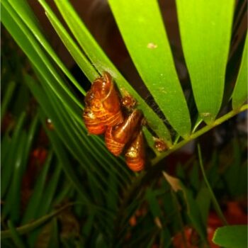 Buttefly chrysalis