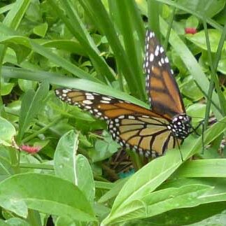 Monarch Butterfly at the butterfly garden of Cape Coral Library