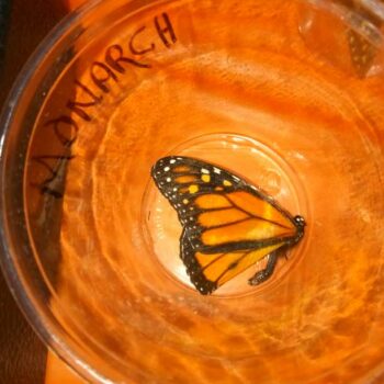 Monarch Butterfly