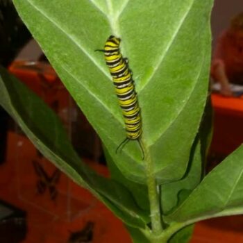 Monarch Caterpillar